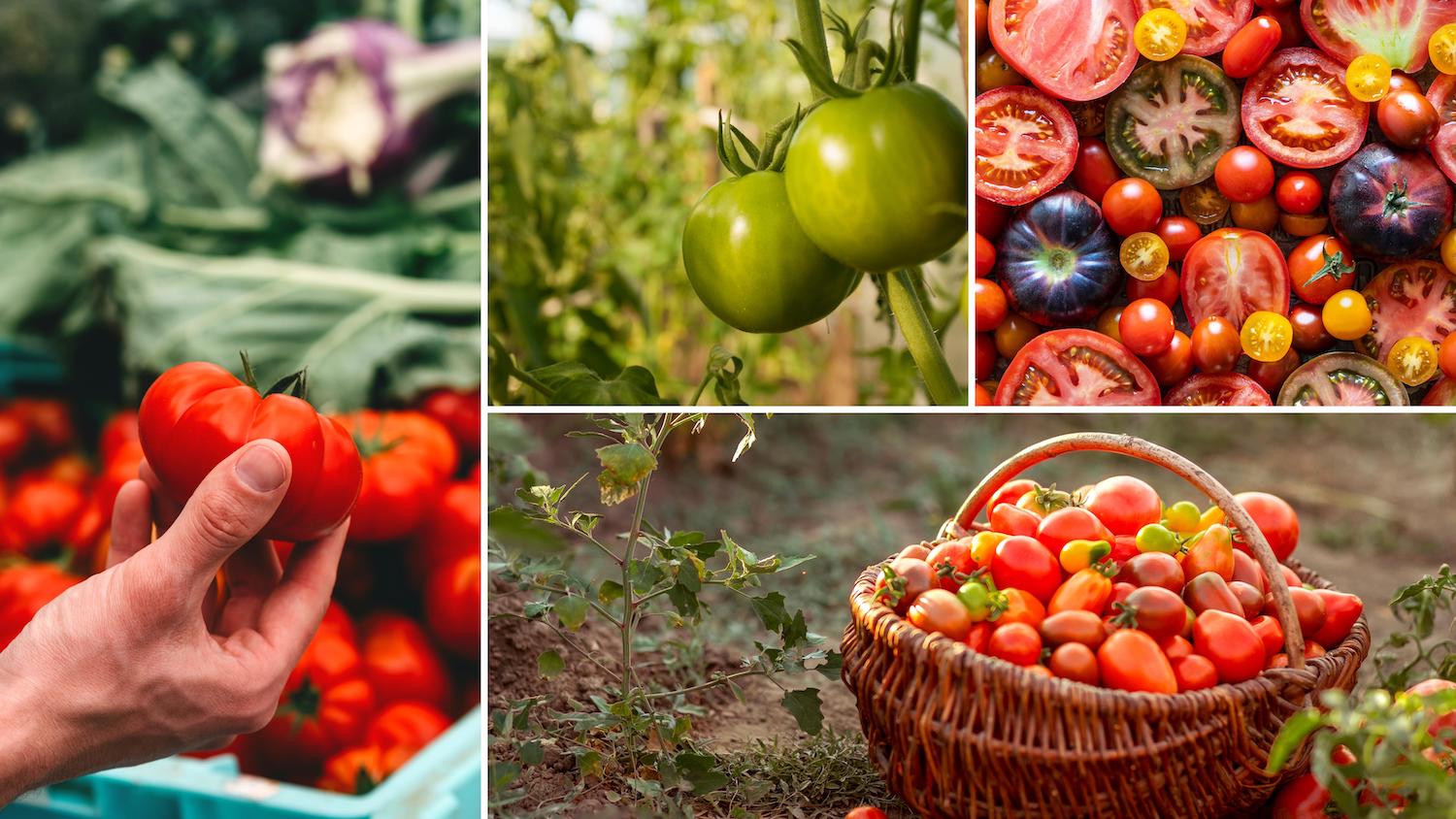 Tomato Varieties