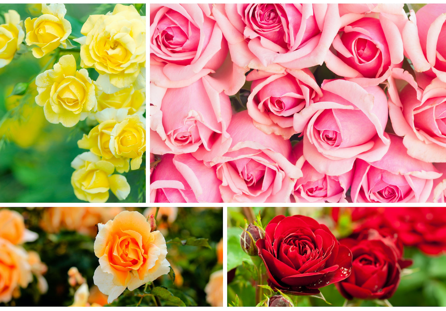 Types of Roses and Rose Care