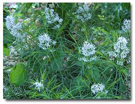 Arkansas blue star