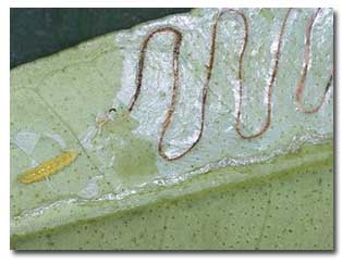 Citrus Leafminer