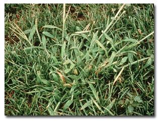 Preventing Crabgrass in Lawns