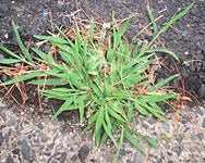 Crabgrass Plant
