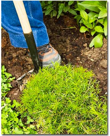 Dividing Perennials