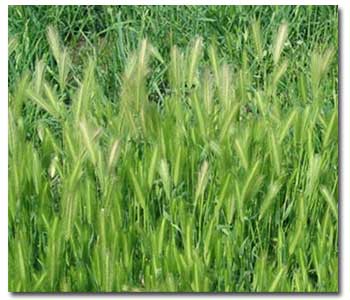 Foxtail Grasses