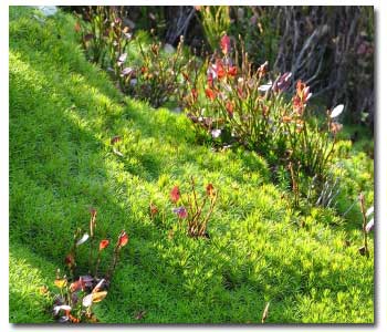 The Classic Look of Groundcovers