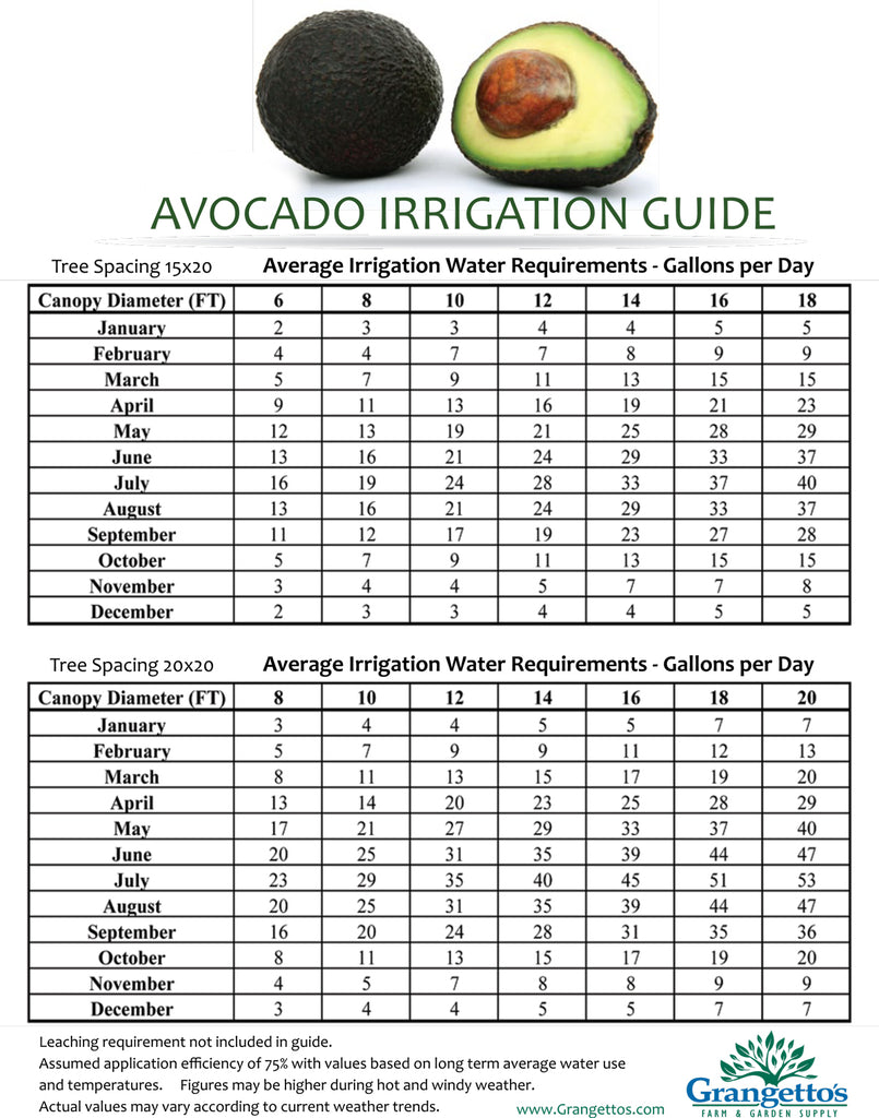 Avocado Irrigation Guide