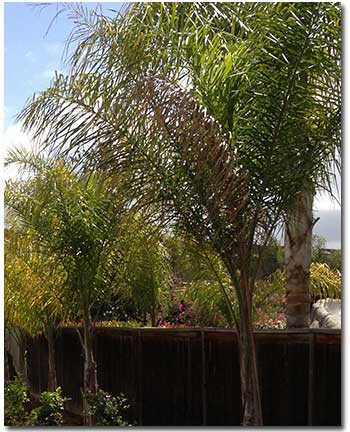 How to Plant Palm Trees