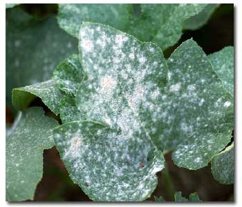 Life Cycle and Management of Powdery Mildew
