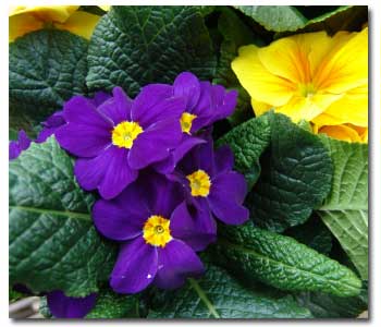 the-beauty-of-fall-and-winter-annuals