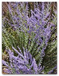 Russian sage