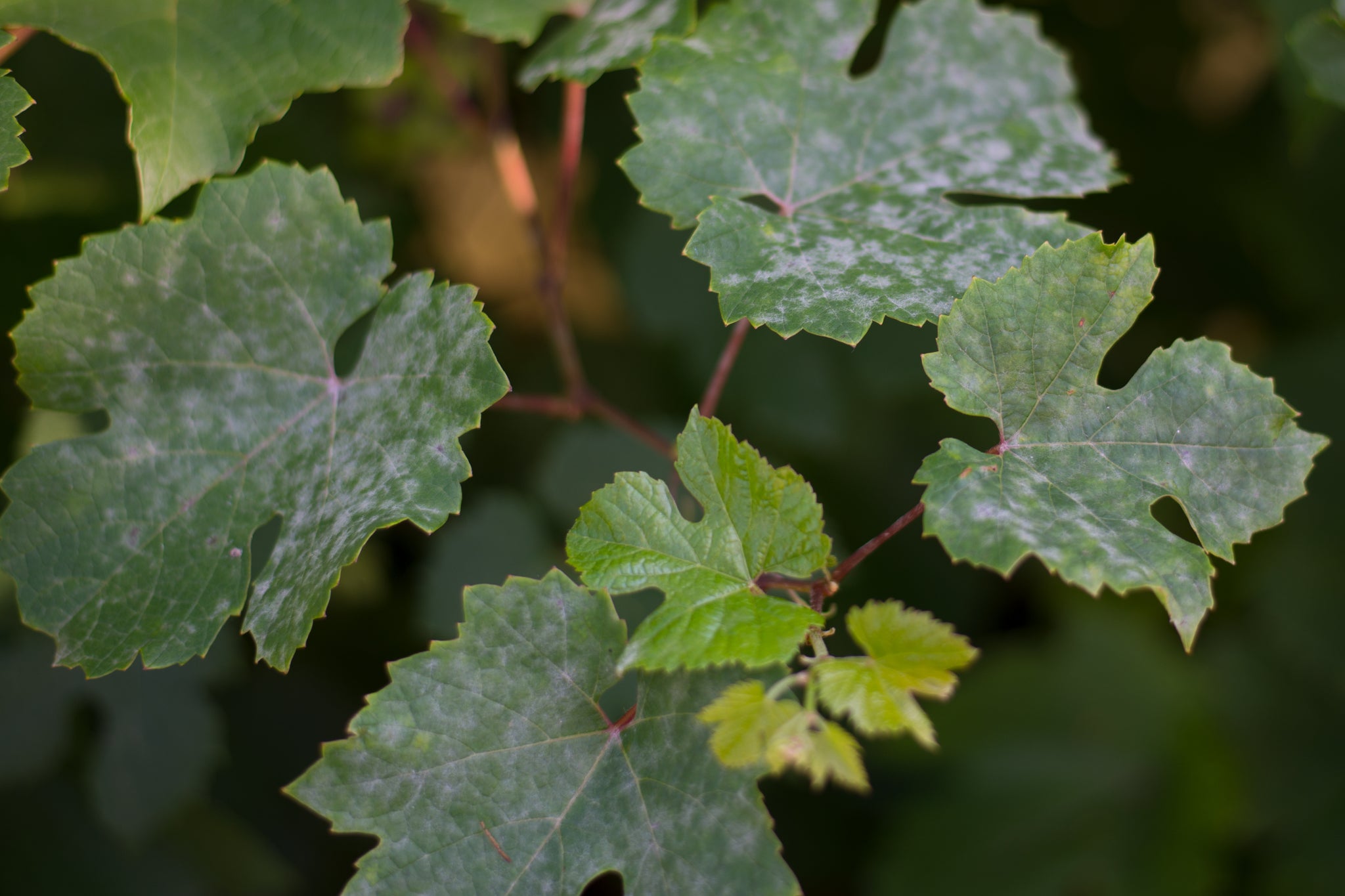 White Fuzz On Plants