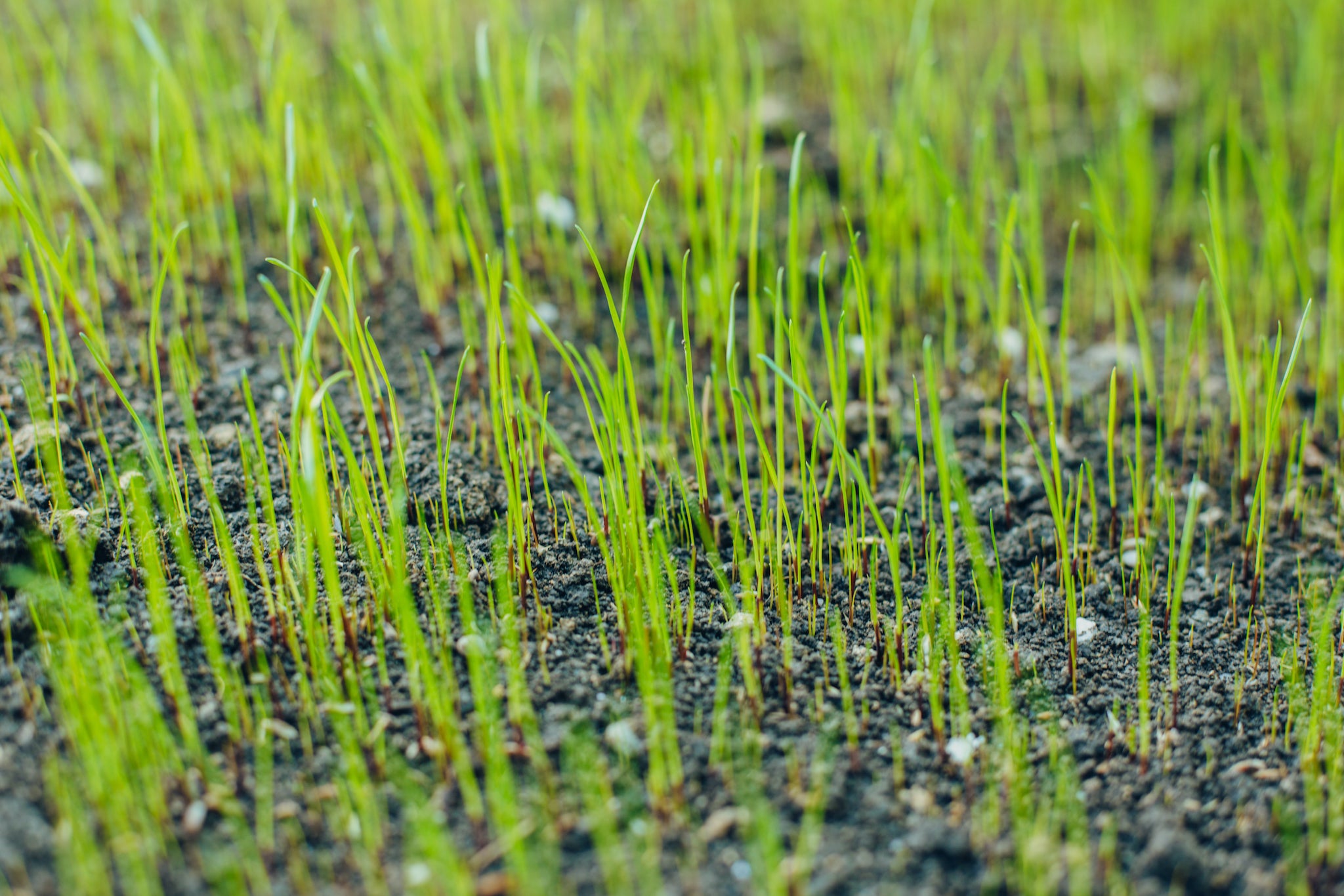 How to grow grass in San Diego