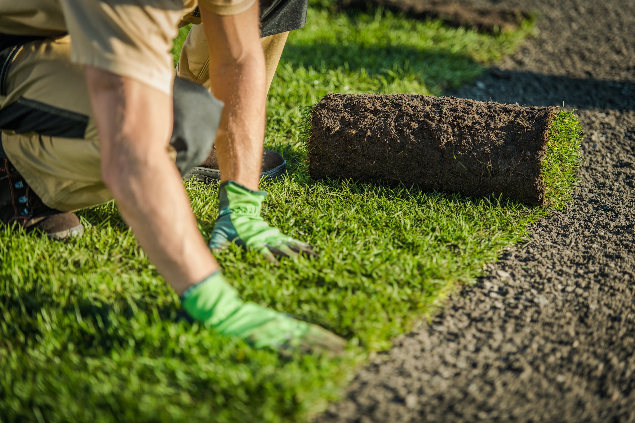 How to grow grass in San Diego