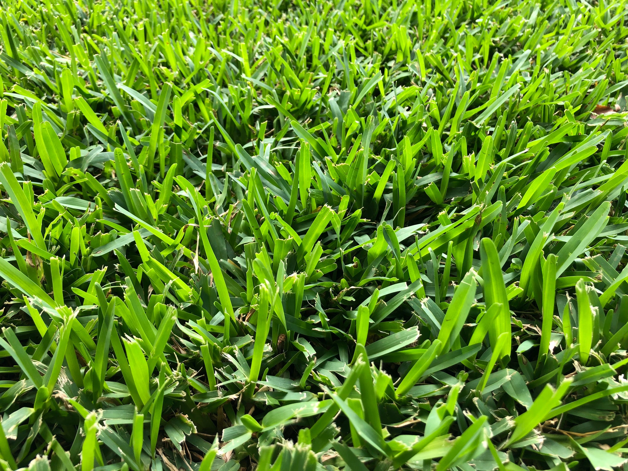 How to grow grass in San Diego