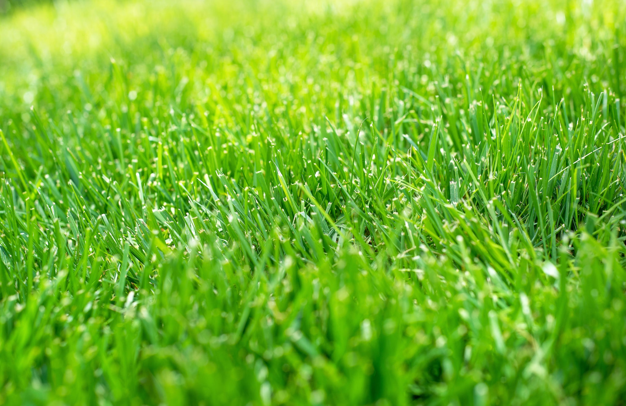 How to grow grass in San Diego