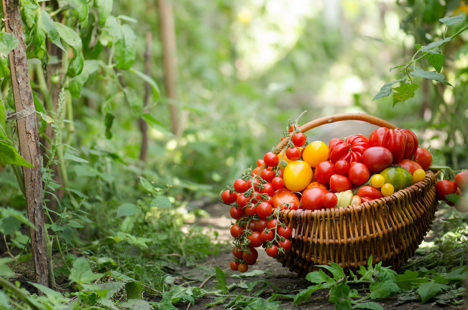 Best Tomatoes to Grow in San Diego