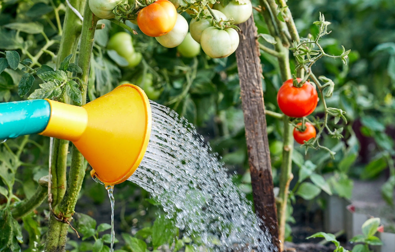 Watering tomatoes