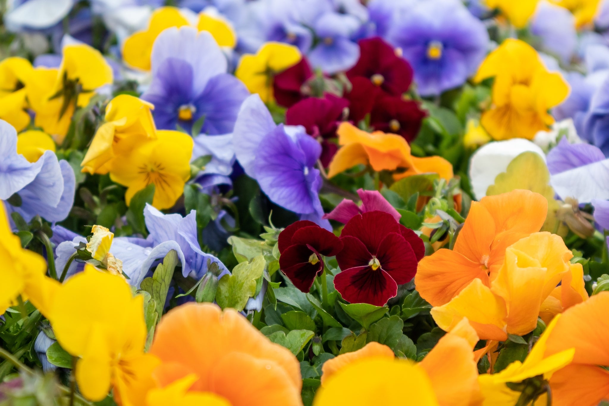 Pansies