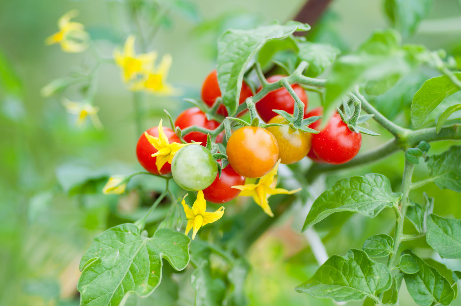 Best Tomatoes to Grow in San Diego