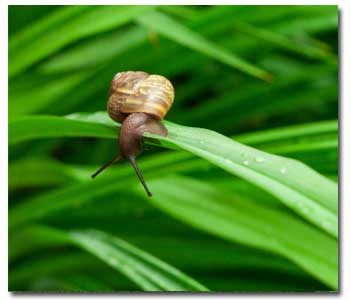 Getting Rid of Snails and Slugs in Your Garden