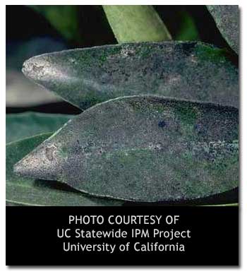 Managing Sooty Mold on Fruit Trees