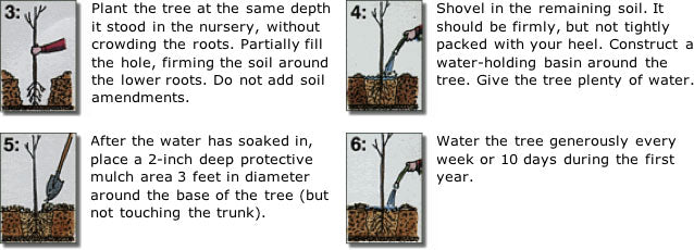 treeplanting-2