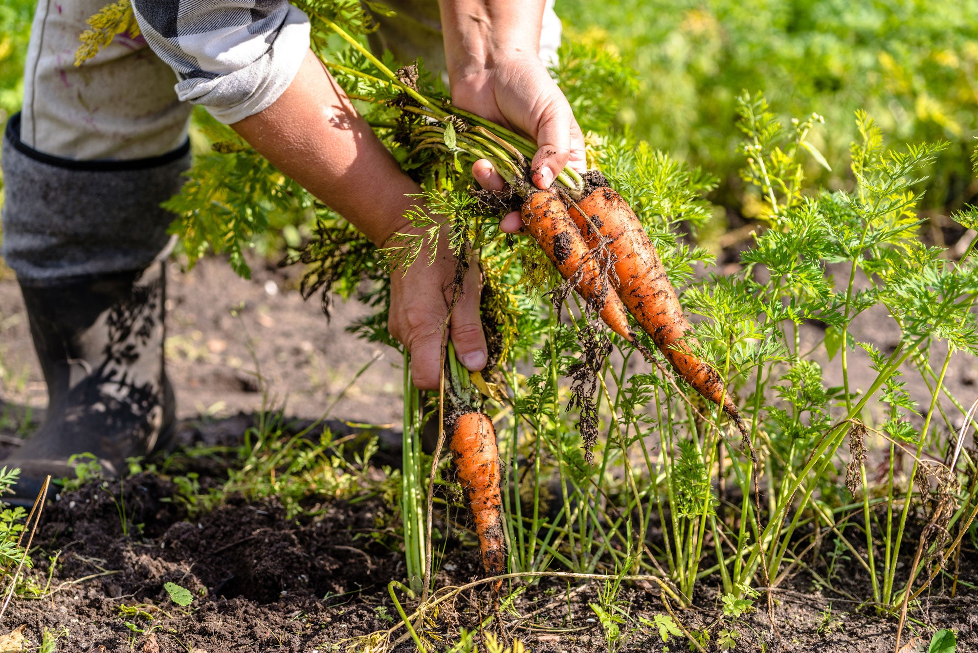 gardening tips - harvesting