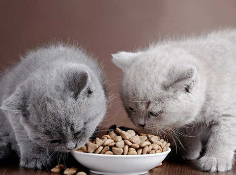 Dry Cat Food