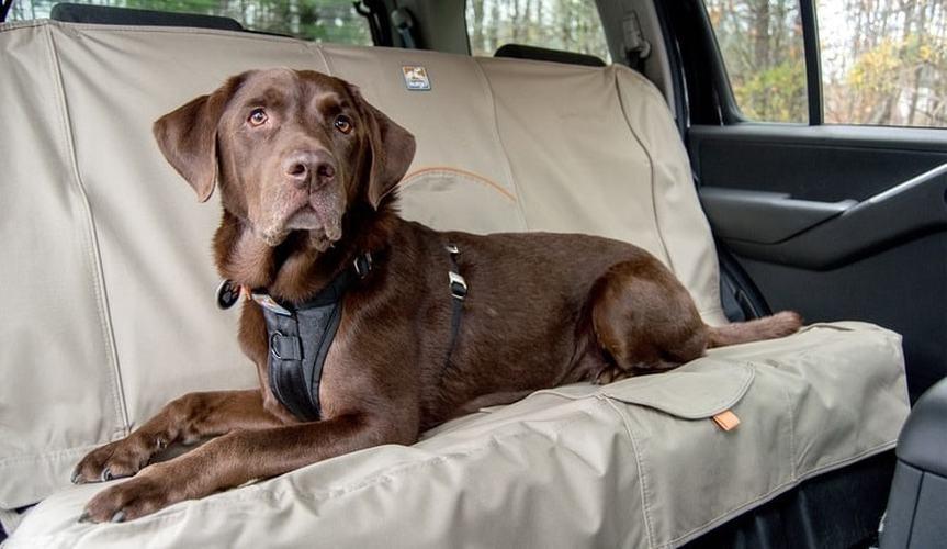 Siège Auto pour Chien avec Côtés Robustes et Ceinture de Sécurité