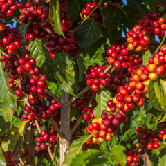 brazil coffee cherries