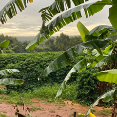 brazil coffee plantation