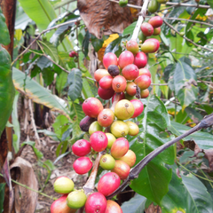 ethiopian sidamo coffee cherries