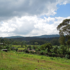 ethiopian sidamo coffee farm