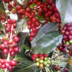 peru coffee cherries