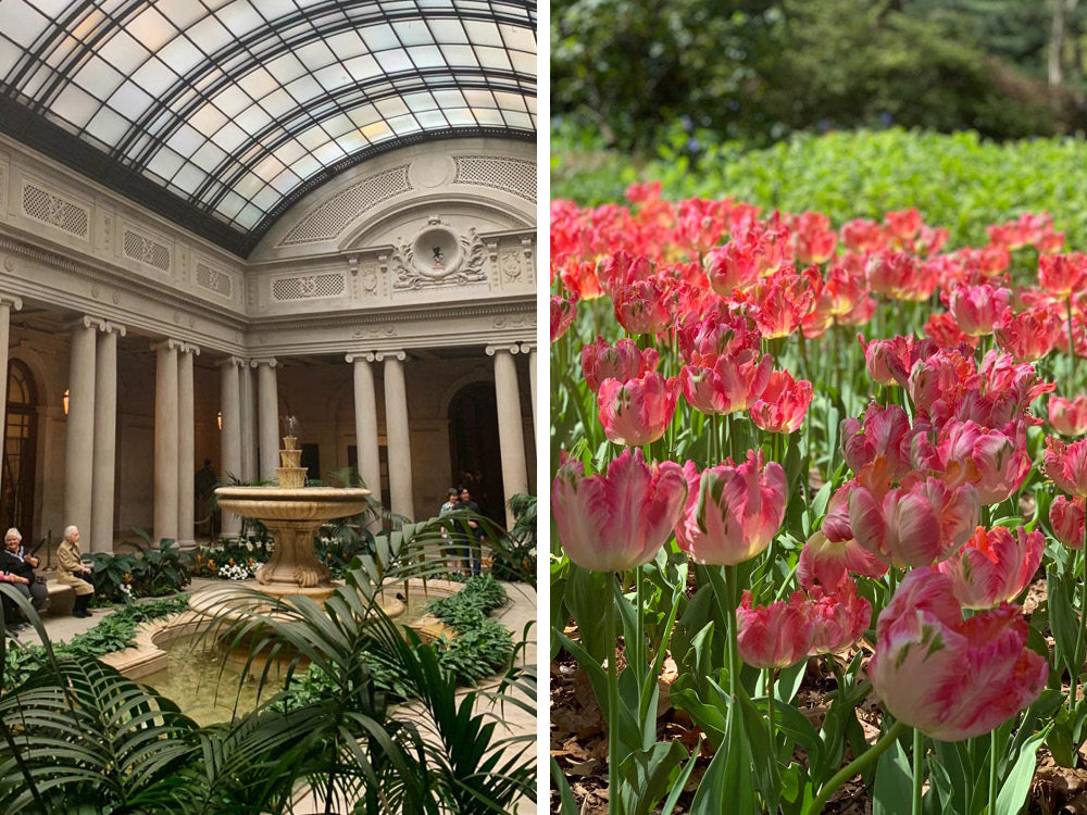 Notey in NYC Frick Collection and Central Park Tulips