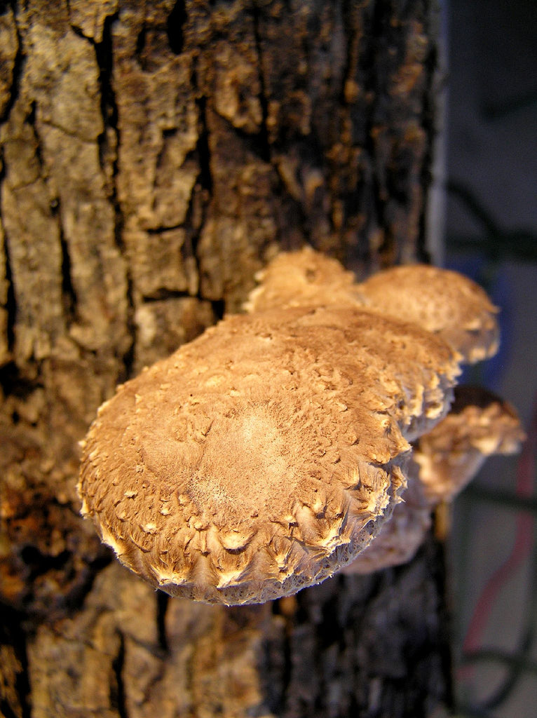 Shiitake mushrooms grow on a log.