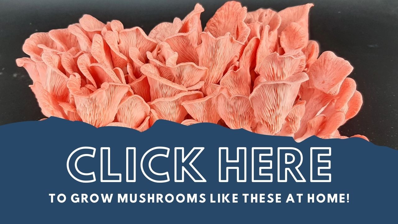 Click here to grow mushrooms like Pink Oyster mushrooms at home.