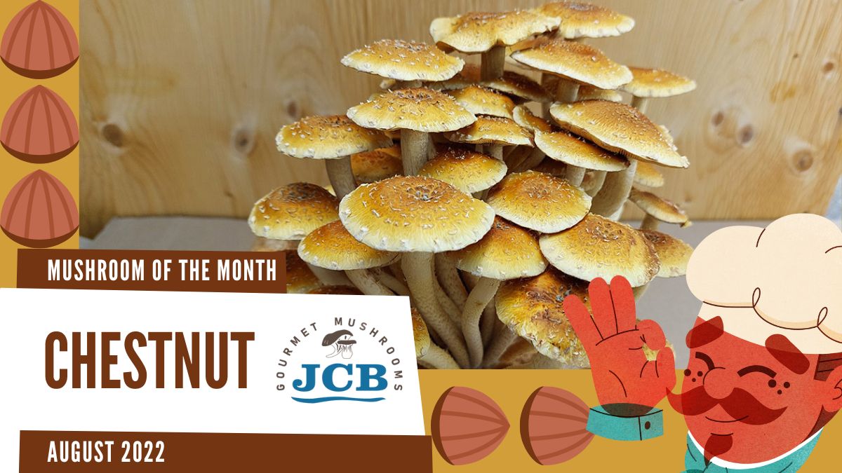 Chestnut mushroom is the mushroom of the month for August 2022