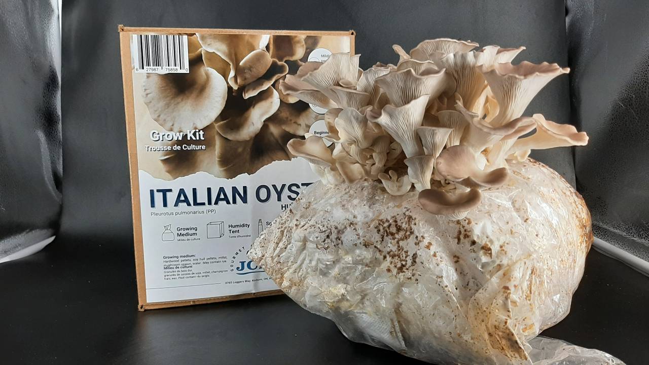 Italian Oyster mushroom grow kit