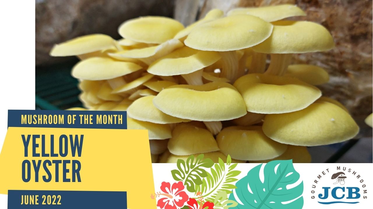 Yellow Oyster is the mushroom of the month for June 2022