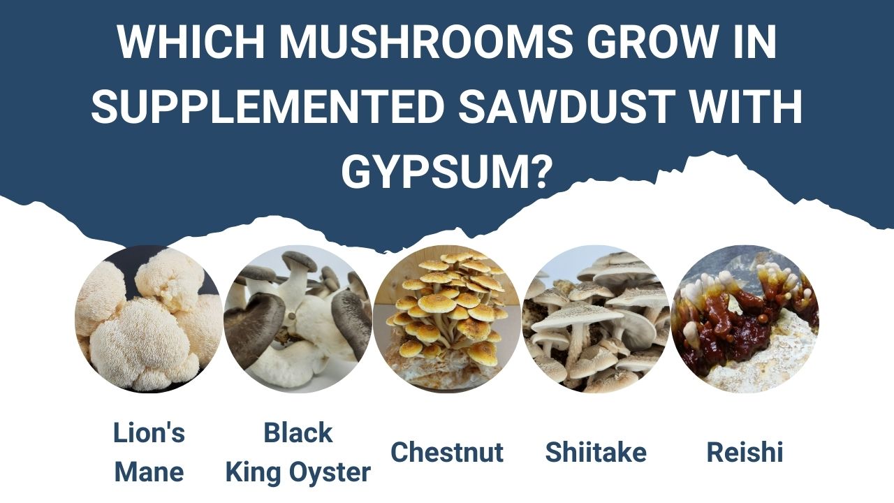 Which mushrooms grow in supplemented sawdust with gypsum? Lion's Mane, Black King Oyster, Chestnut, Shiitake and Reishi.