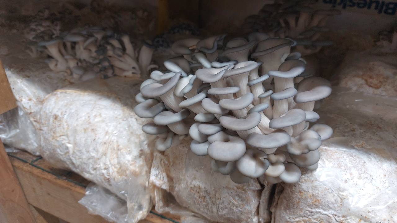 Blue Oyster mushrooms grow in a grow room