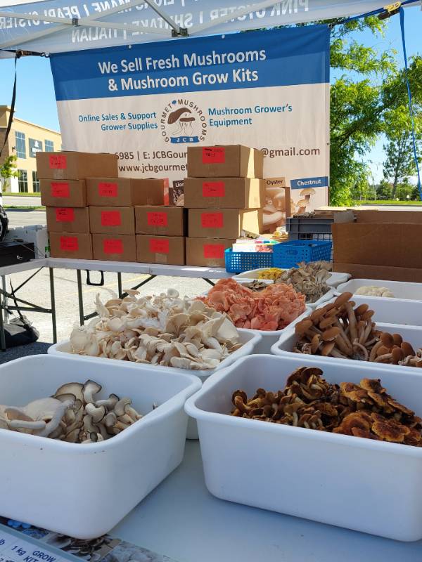 Gourmet mushrooms are showcased in bins at a JCB Gourmet Mushrooms farmers market booth