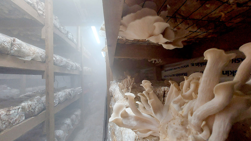 Mushrooms in a humid grow room.