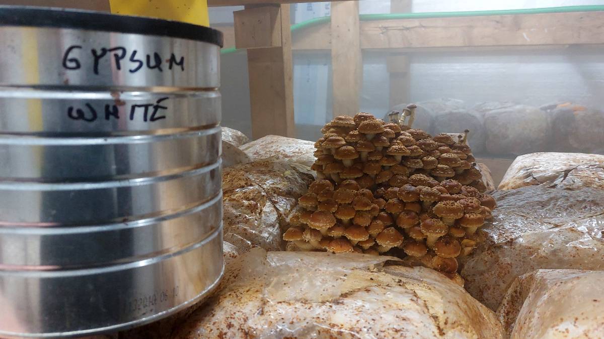 Gypsum container beside Chestnut mushrooms