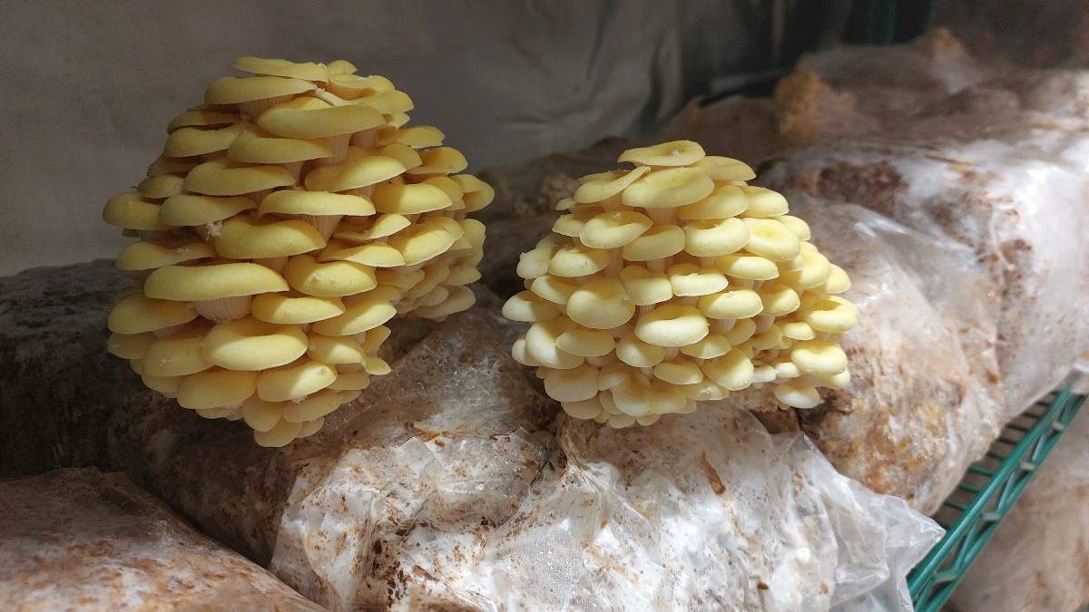 Two Yellow Oyster mushroom clusters grow beside each other.