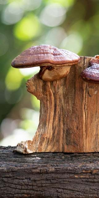 benefits of Reishi mushrooms