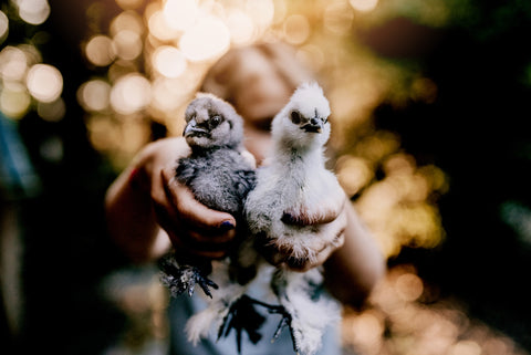 baby silkie chicks