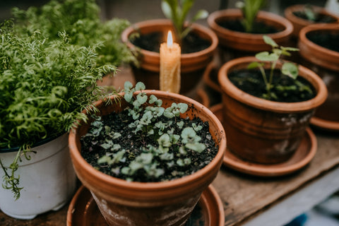 gardening tips candlelight herb greenhouse apothecary bergamot bee balm seedling