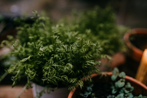 gardening tips candlelight herb greenhouse apothecary chamomile